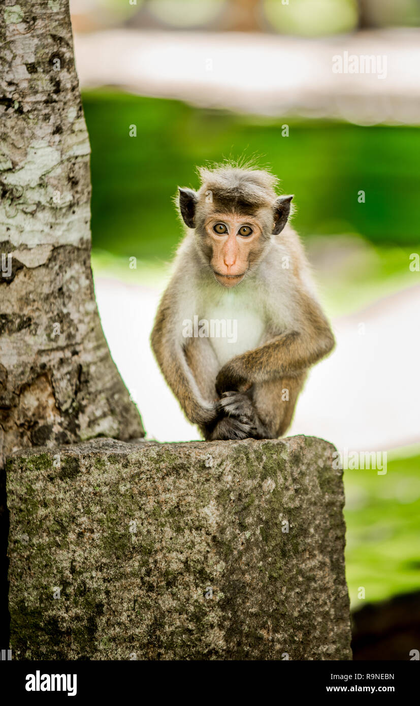 Scimmietta pongono Foto Stock