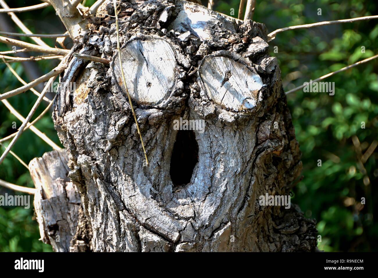 Albero con la faccia sulla via del bordo Foto Stock