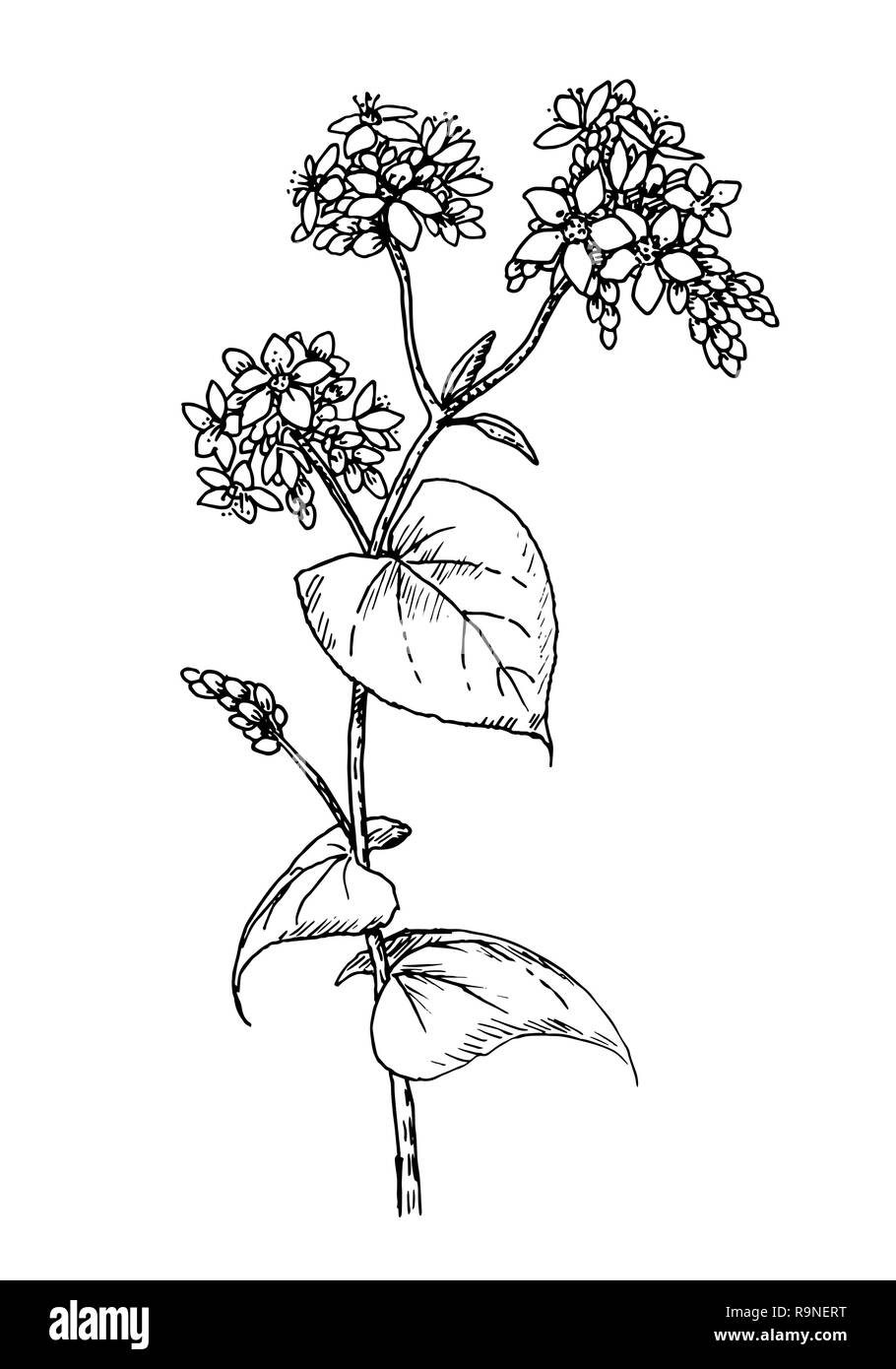 Disegno di comune grano saraceno - schizzo a mano delle colture vegetali, miele fiore Fagopyrum esculentum Illustrazione Vettoriale