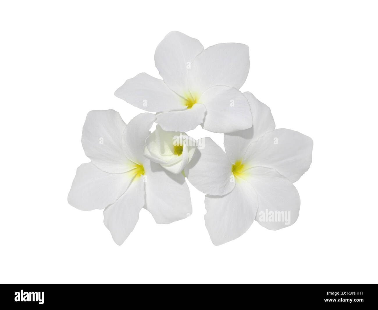 Mazzetto di frangipani profumati fiori isolati su bianco. Plumeria fiore. Foto Stock