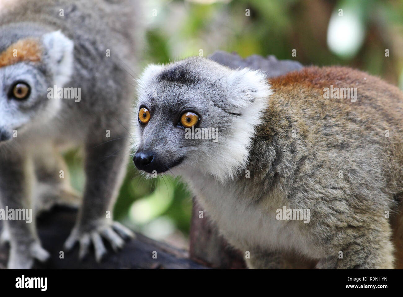 Ritratto di due incoronato lemuri, il Eulemur coronatus, Palmarium, Madagascar Foto Stock