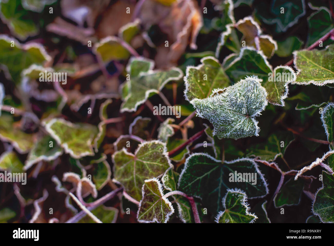 Trasformata per forte gradiente o rime frost, cristalli di ghiaccio sulle foglie di edera in giardino Foto Stock