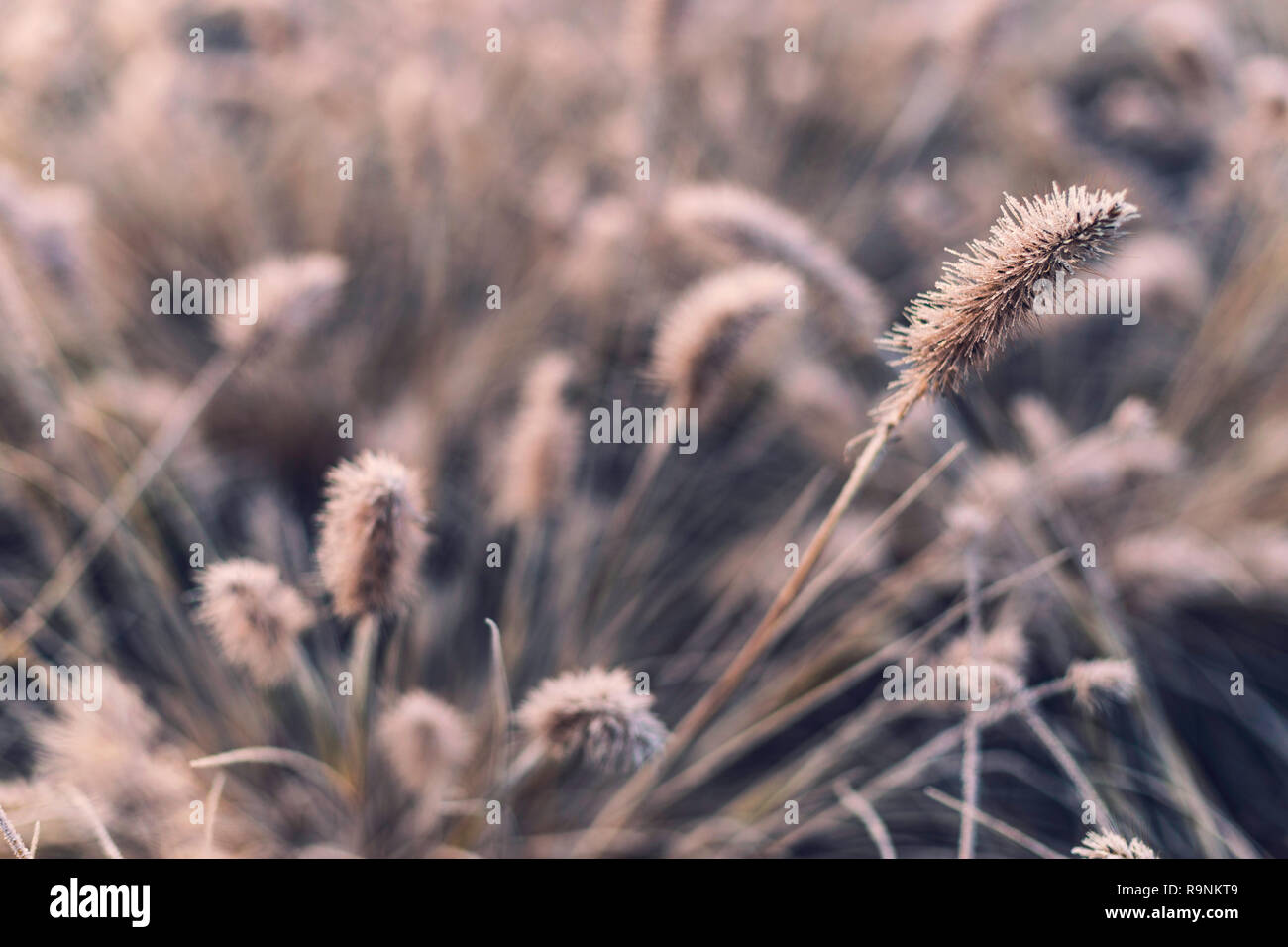 Bellissimo sfondo sfocato con erba secca coperto di gelo invernale in primo piano Foto Stock