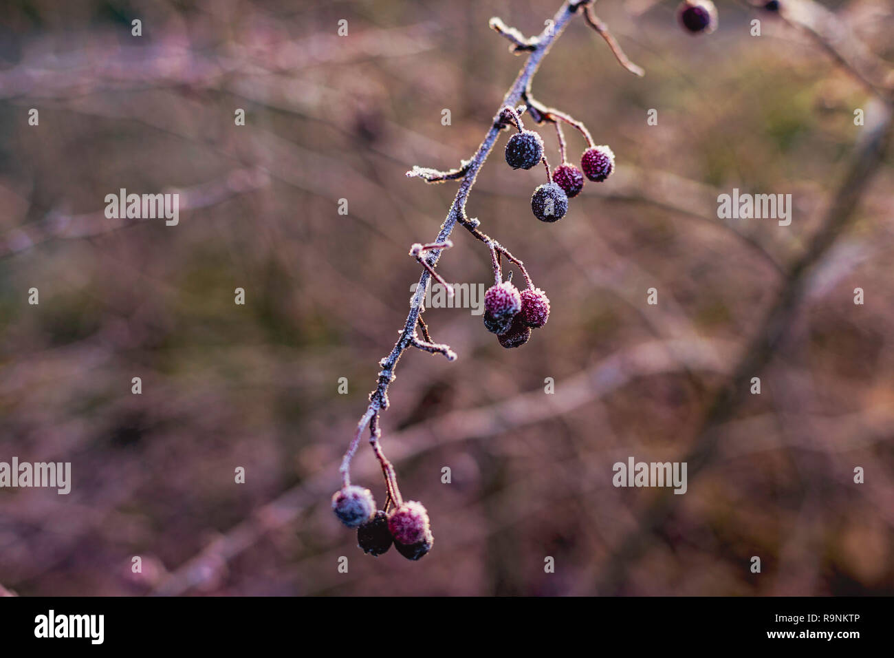Ramo di albero con frutti di bosco coperto di brina contro lo sfondo sfocato Foto Stock