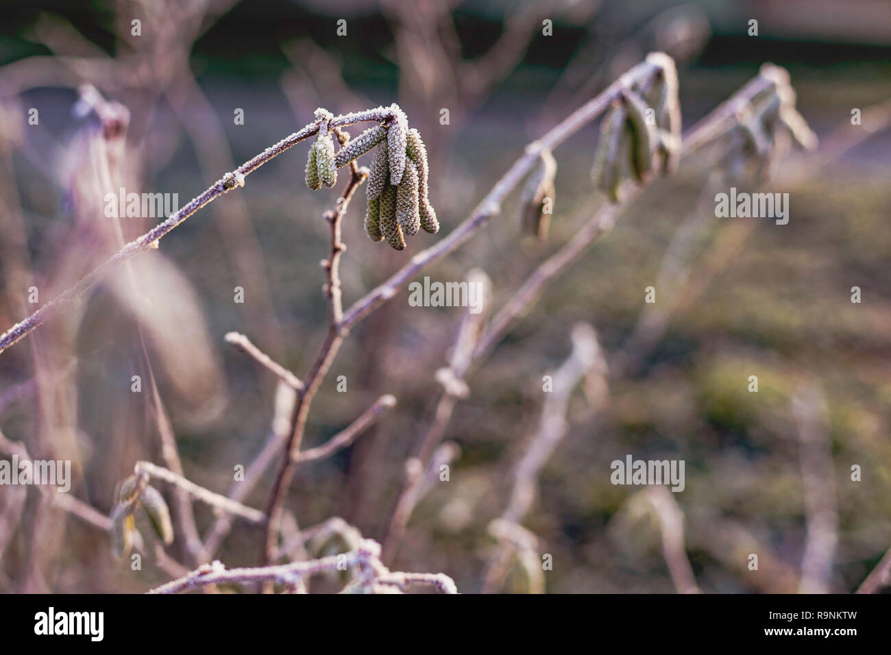 Bellissimo sfondo sfocato con erba secca coperto di gelo invernale in primo piano Foto Stock