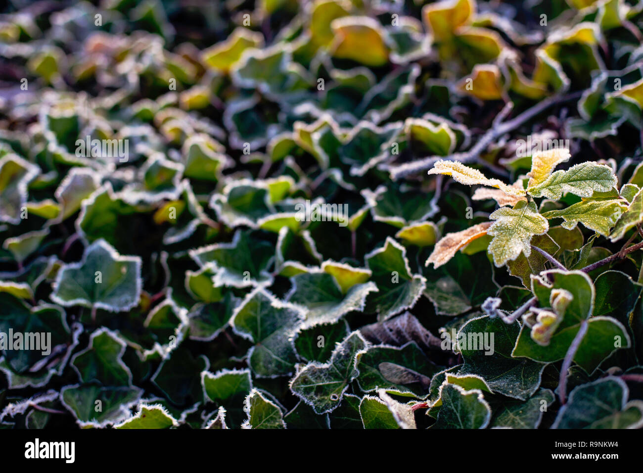 Trasformata per forte gradiente o rime frost, cristalli di ghiaccio sulle foglie di edera in giardino Foto Stock