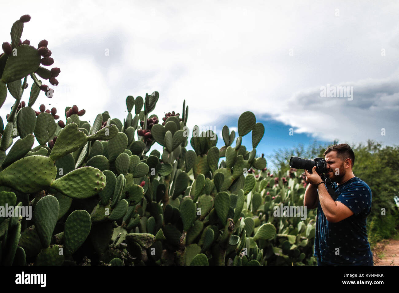 . Misael Glauss toma n.a. fotografia de las pencas de nopal en el municipio de Magdalena, Sonora, Messico. Pencas del cactus. catus di tonno con frutta. Foto Stock