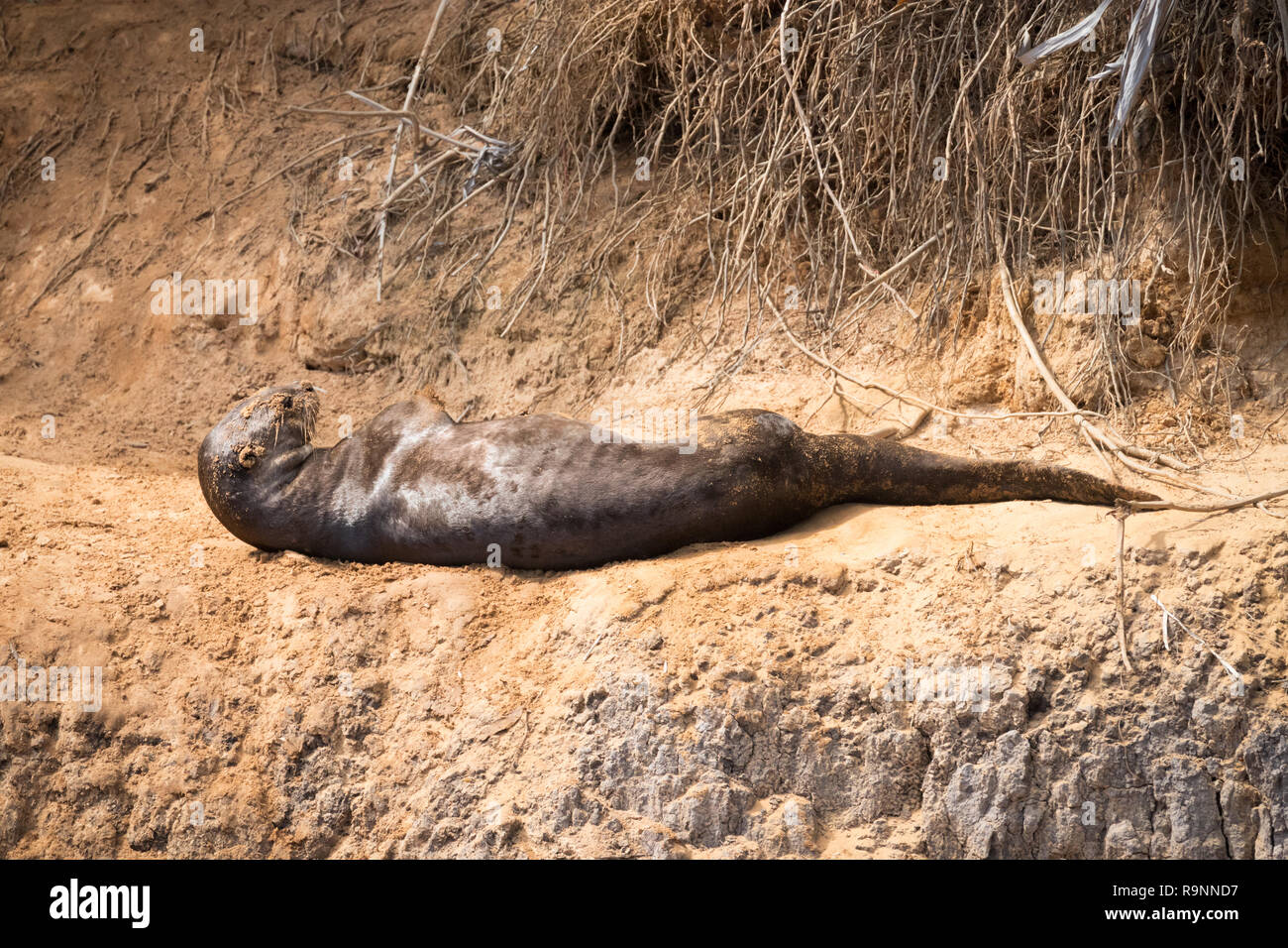 Lontra gigante nel Pantanal, Brasile Foto Stock