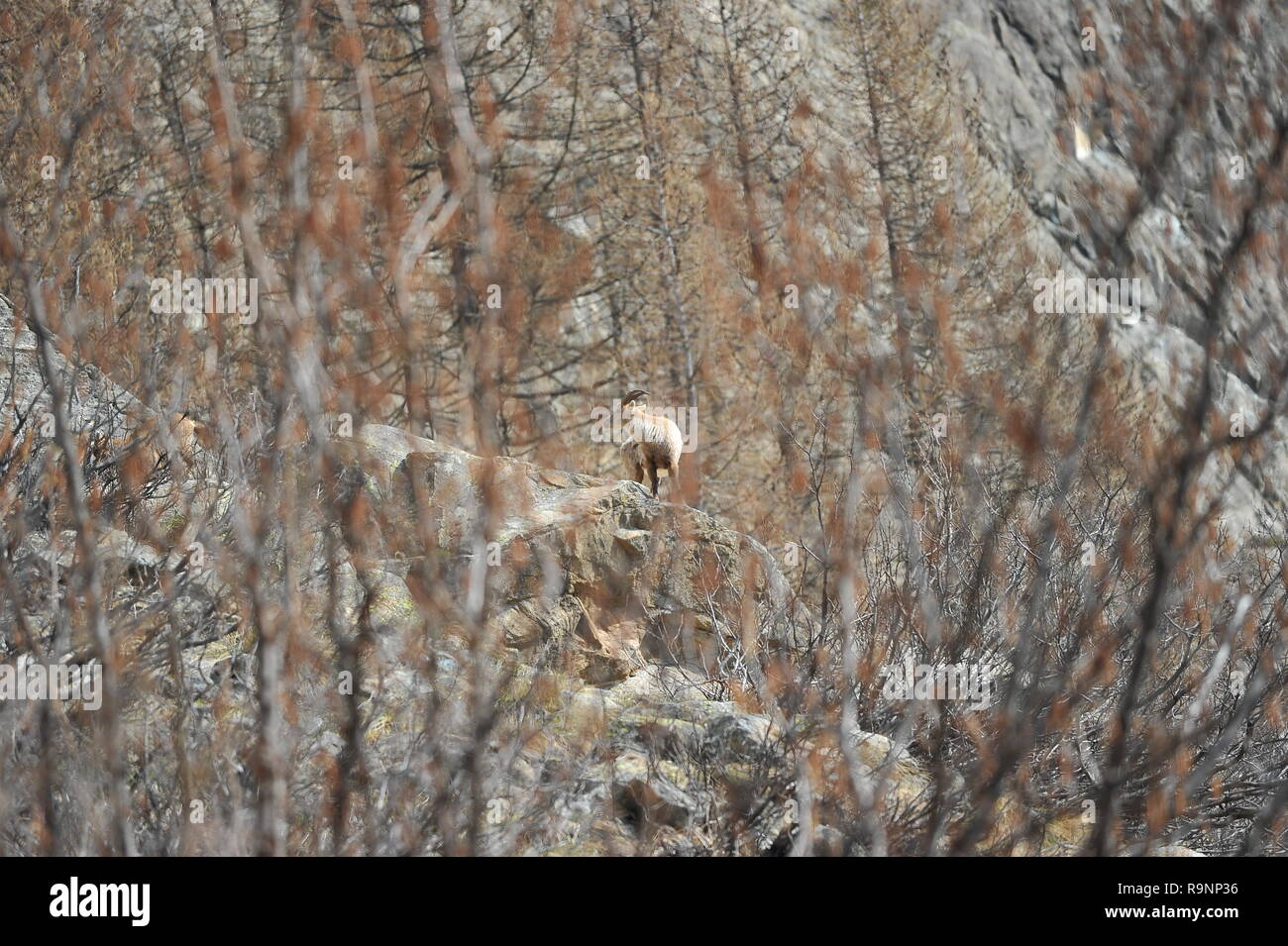 Alpine Ibex rocciatore Foto Stock