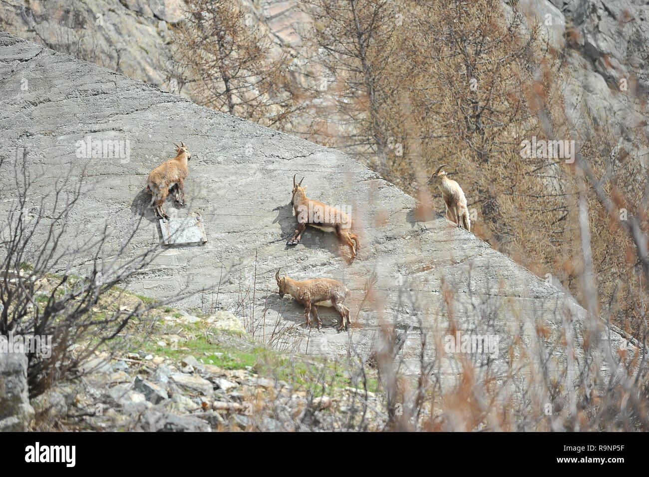 Alpine Ibex rocciatore Foto Stock