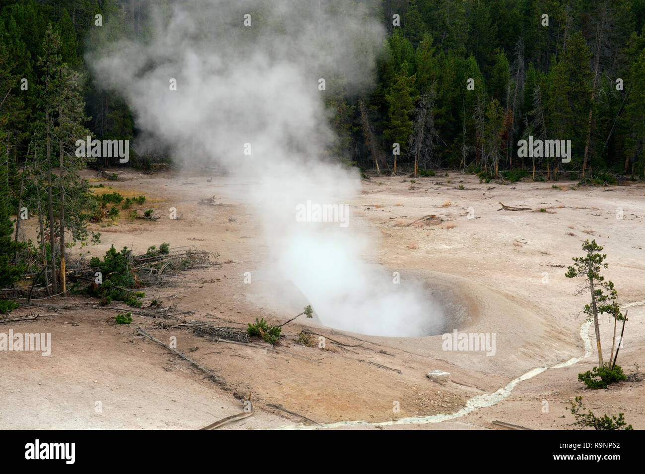 Calderone di zolfo e la formazione di bolle di vapore Yellostone National Park, Wyoming Foto Stock