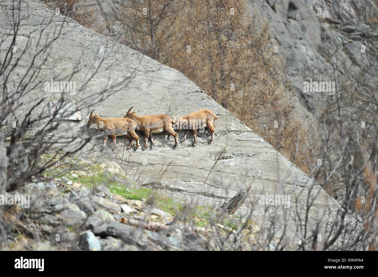 Alpine Ibex rocciatore Foto Stock