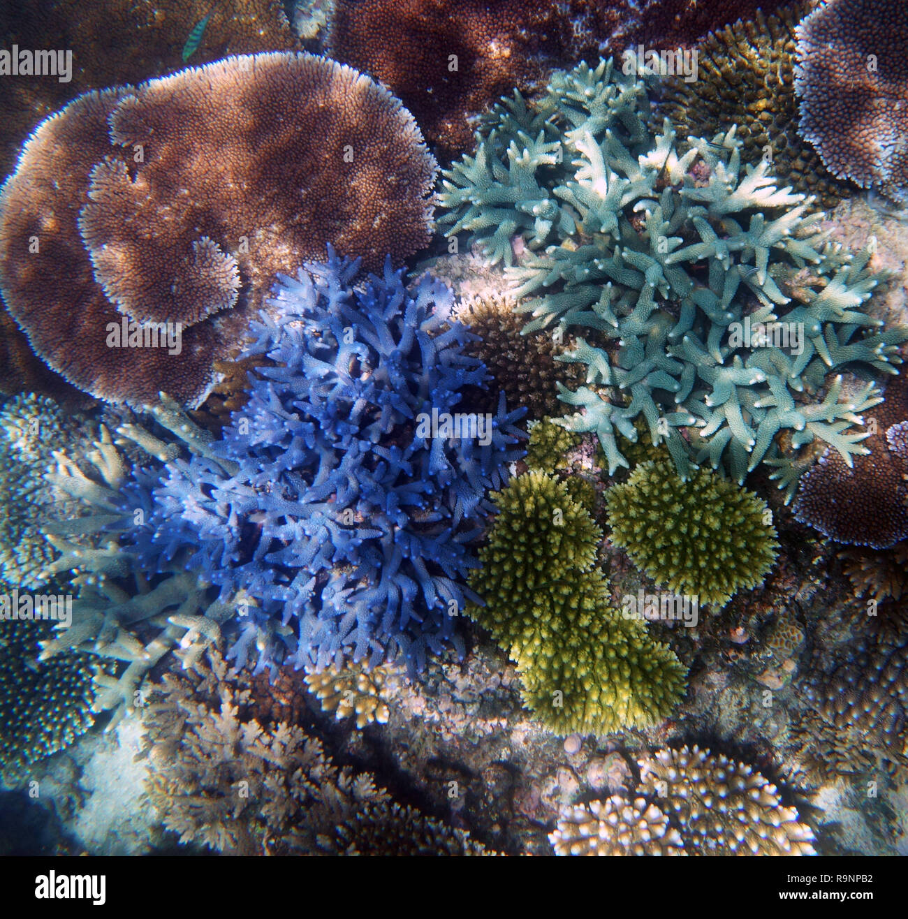 Una sana Acropora coralli in acque poco profonde, della Grande Barriera Corallina, Queensland, Australia Foto Stock