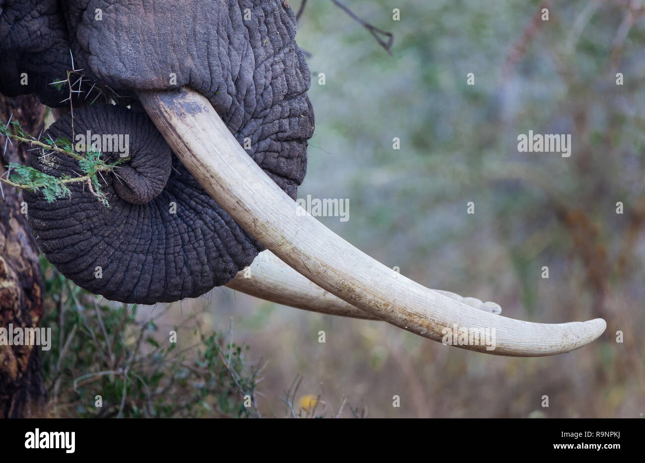 Zanne d'Avorio in molta richiesta da parte dei bracconieri in Africa Foto Stock