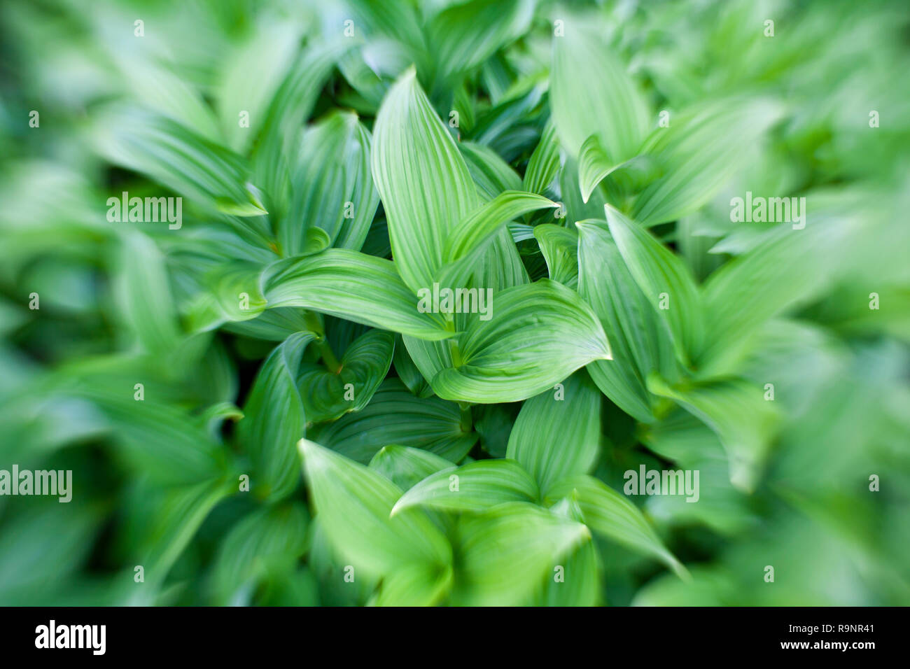 LB00070-00...OREGON - Veratro nero in Deschutes National Forest. Lensbaby foto. Foto Stock