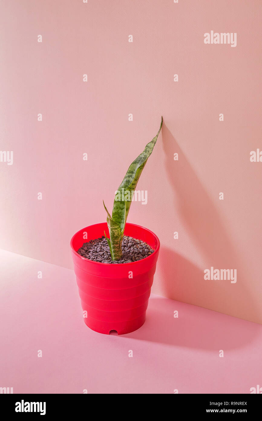 Sansevieria in rosso vaso di fiori, piante, erba. Rosa in due toni di sfondo. Foto Stock