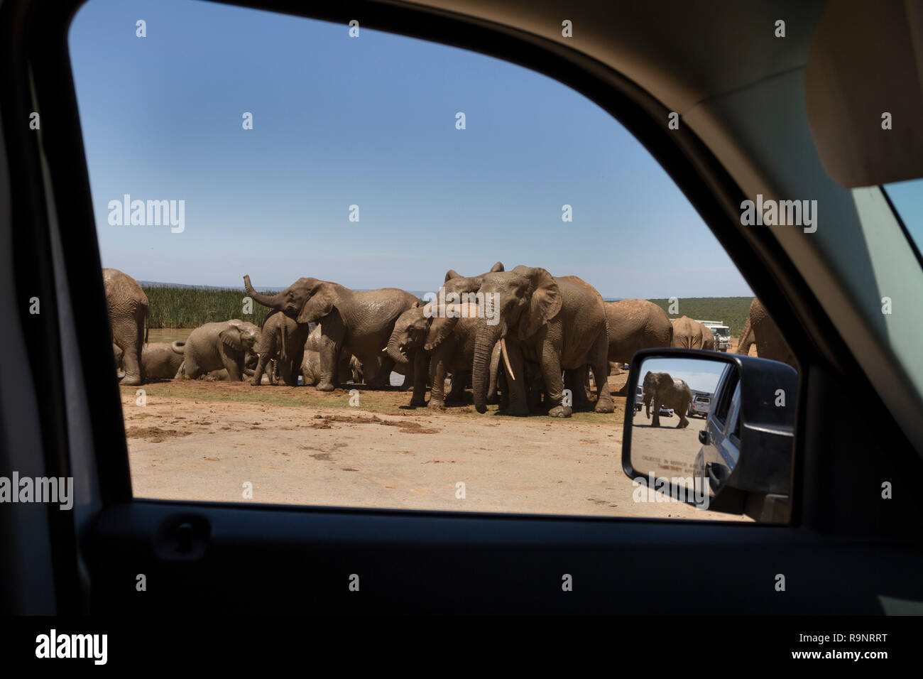 In un safari game drive a Addo Elephant National Park, Sud Africa. La visione di un branco di elefanti a Hapoor waterhole dall'interno dell'auto. Foto Stock