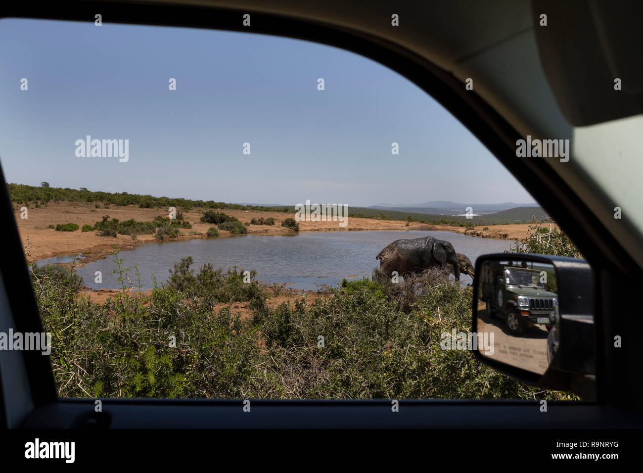 In un safari game drive a Addo Elephant National Park, Sud Africa. La visione di un elefante solitario a Rooidam waterhole. Foto Stock