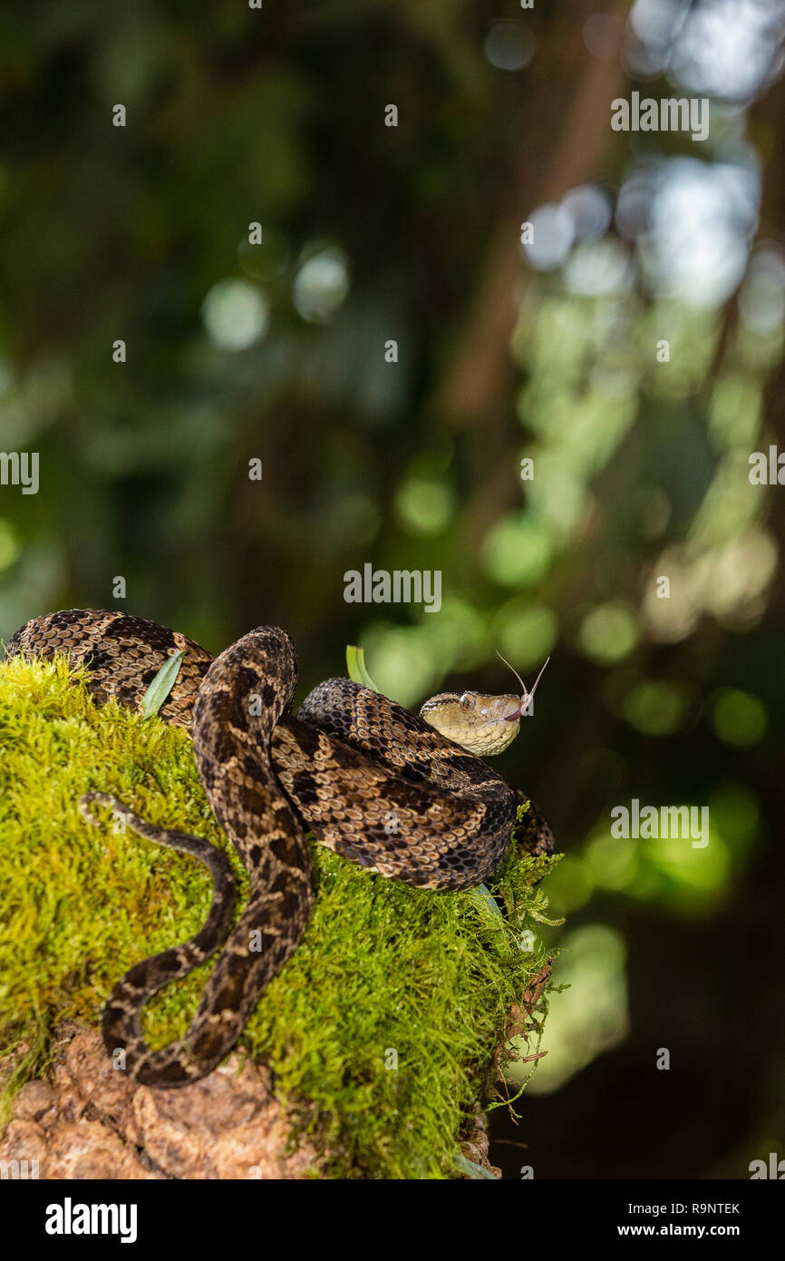 Infame fer-de-lancia snake in Costa Rica Foto Stock