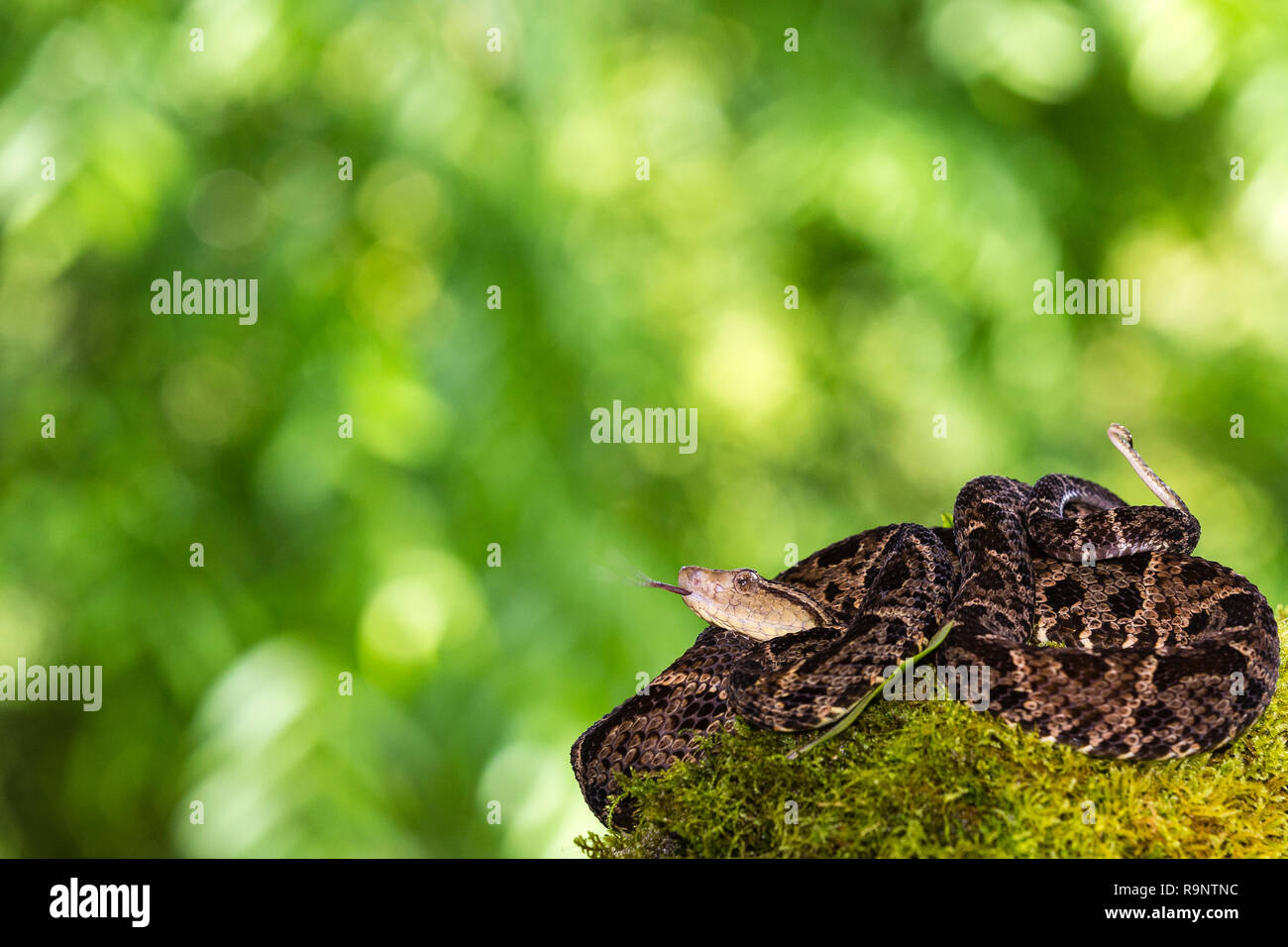 Infame fer-de-lancia snake in Costa Rica Foto Stock