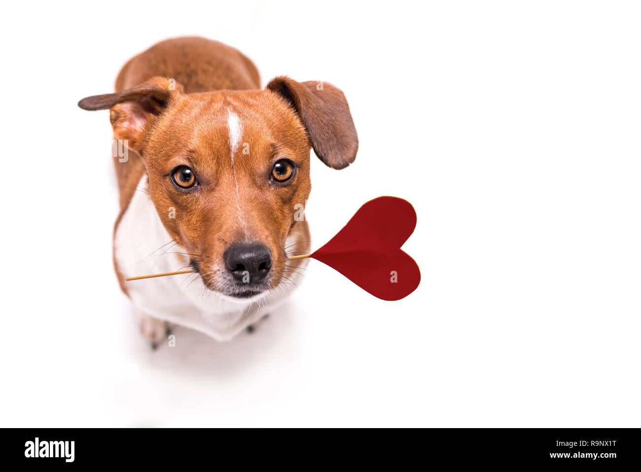 Romantica - cane piccolo simpatico Jack Russell Terrier doggy con un cuore come un dono per San Valentino in bocca davanti a uno sfondo bianco Foto Stock