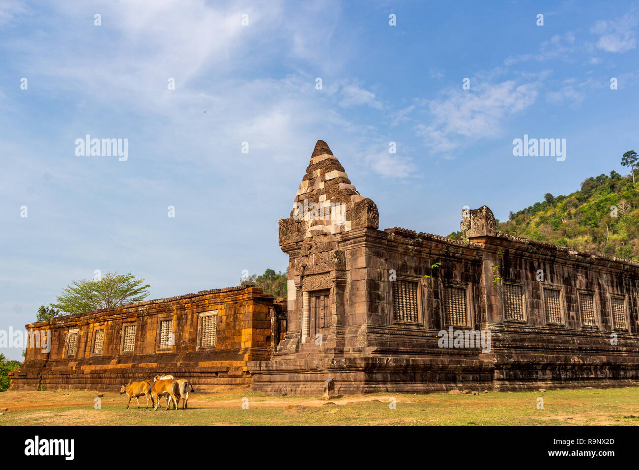 Le vacche in piedi davanti alle rovine dell'IVA Pou tempio Khmer in Champasak Foto Stock