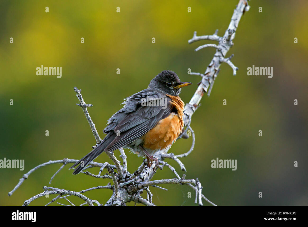 American robin (Turdus migratorius) arroccato nella struttura ad albero, nativo per il Nord America Foto Stock