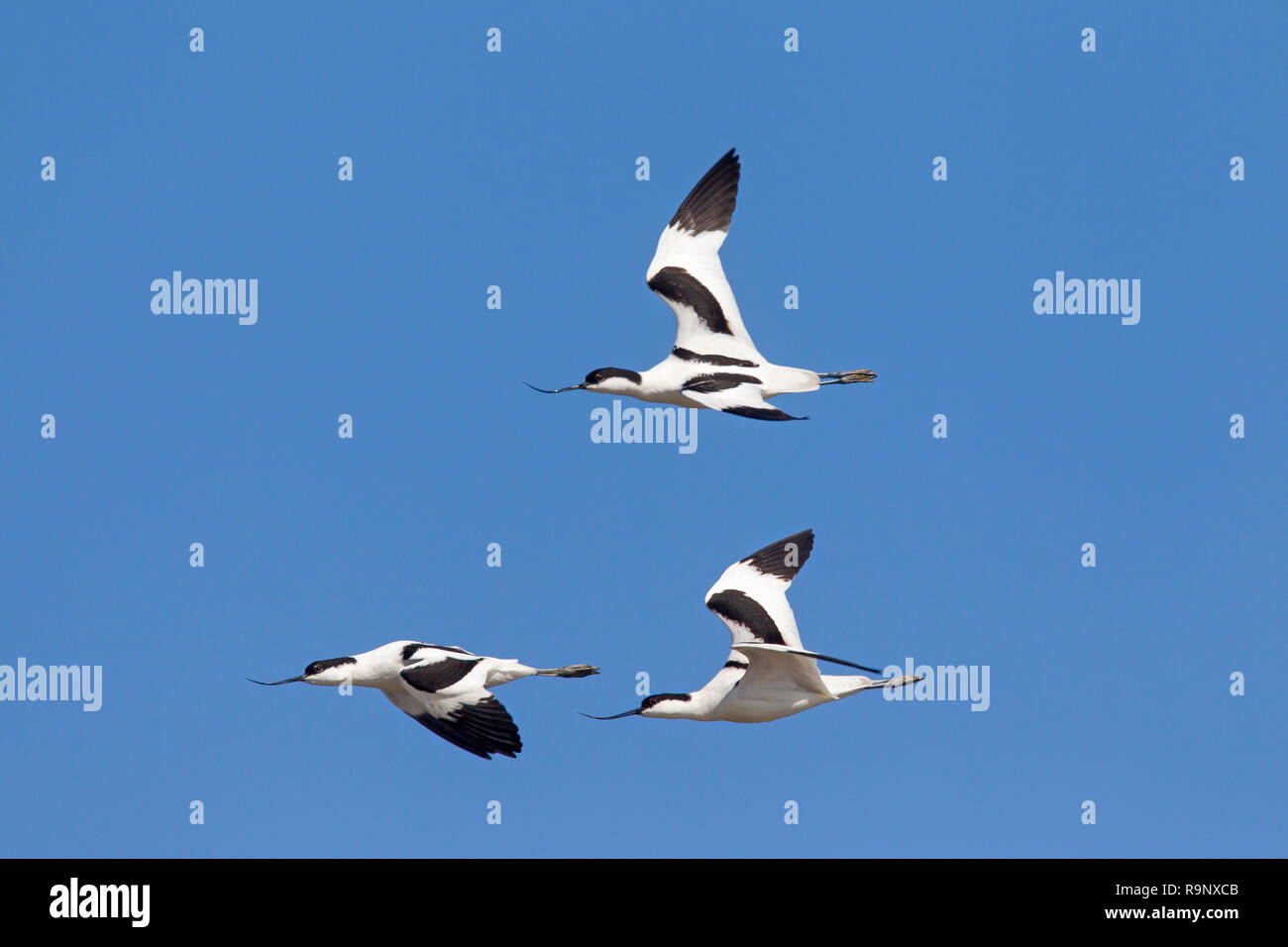 Tre pied avocette (Recurvirostra avosetta) in volo contro il cielo blu Foto Stock