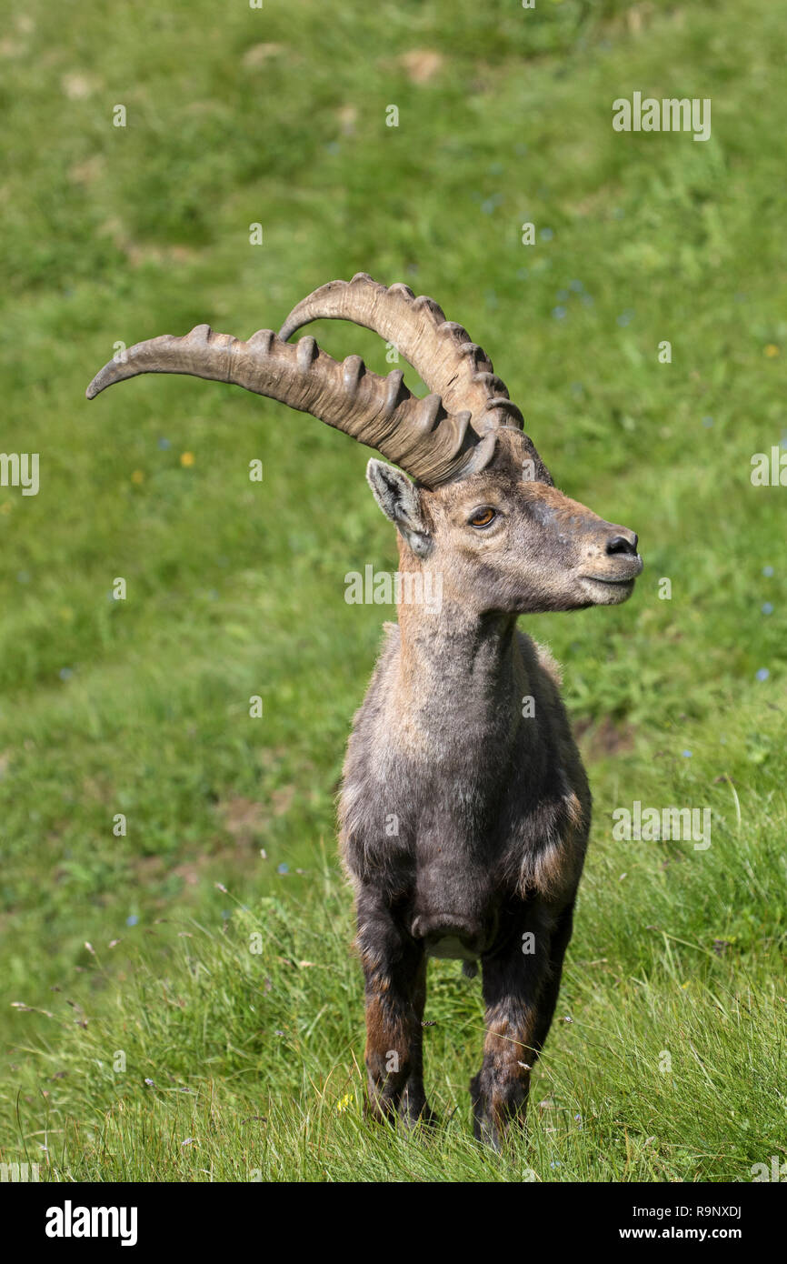 Stambecco delle Alpi (Capra ibex) maschio con grandi corna in estate nel Parco Nazionale Hohe Tauern, Alpi austriache, Carinzia / Carinzia, Austria Foto Stock