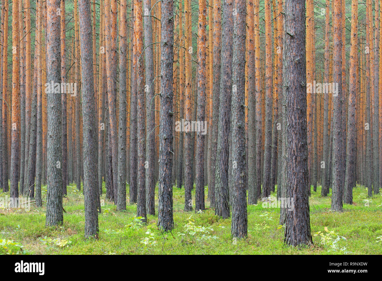 Di Pino silvestre (Pinus sylvestris) tronchi di alberi nella foresta di conifere Foto Stock