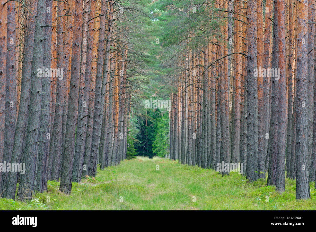 Di Pino silvestre (Pinus sylvestris) tronchi di alberi e parafuoco / fireroad / linea di fuoco / interruzione carburante, bushfire prevenzione nella foresta di conifere Foto Stock