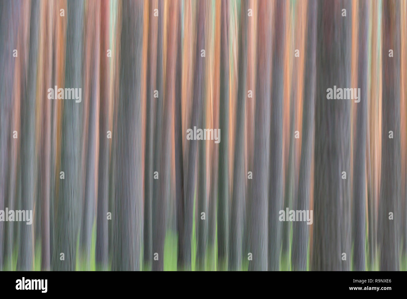 Immagine astratta di movimento sfocati di pino silvestre (Pinus sylvestris) tronchi di alberi nella foresta di conifere Foto Stock