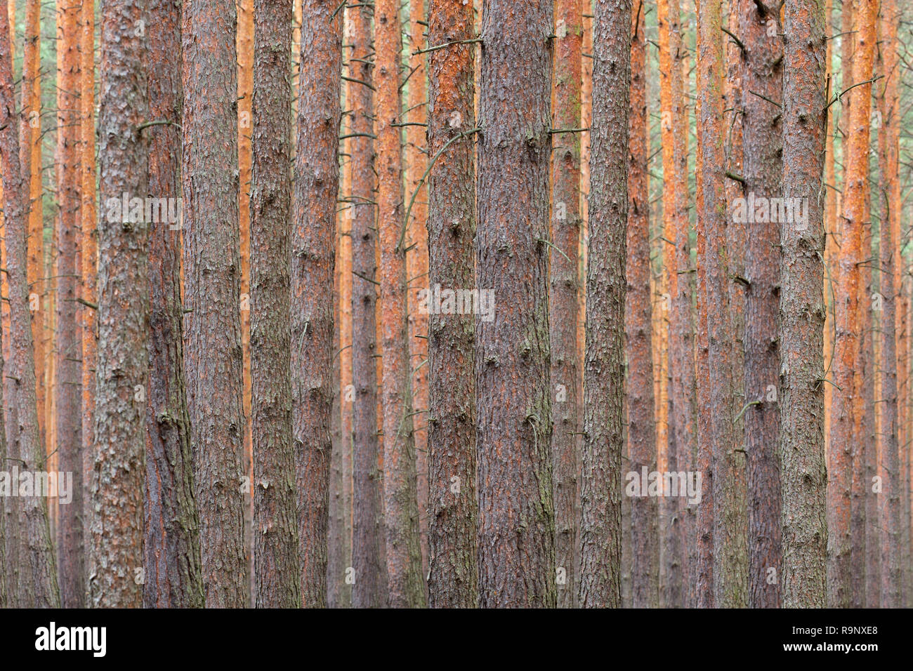 Di Pino silvestre (Pinus sylvestris) tronchi di alberi nella foresta di conifere Foto Stock