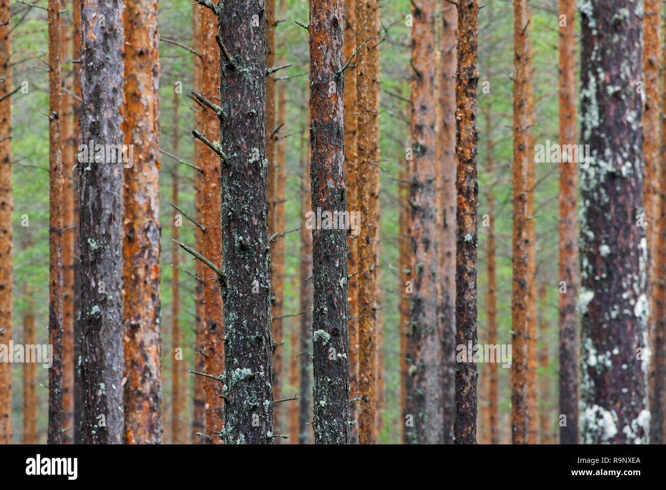 Di Pino silvestre (Pinus sylvestris) tronchi di alberi nella foresta di conifere in Svezia e Scandinavia Foto Stock