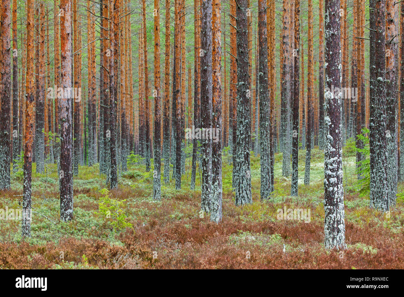 Di Pino silvestre (Pinus sylvestris) tronchi di alberi coperti di muschi e licheni nella foresta di conifere / taiga in Svezia e Scandinavia Foto Stock