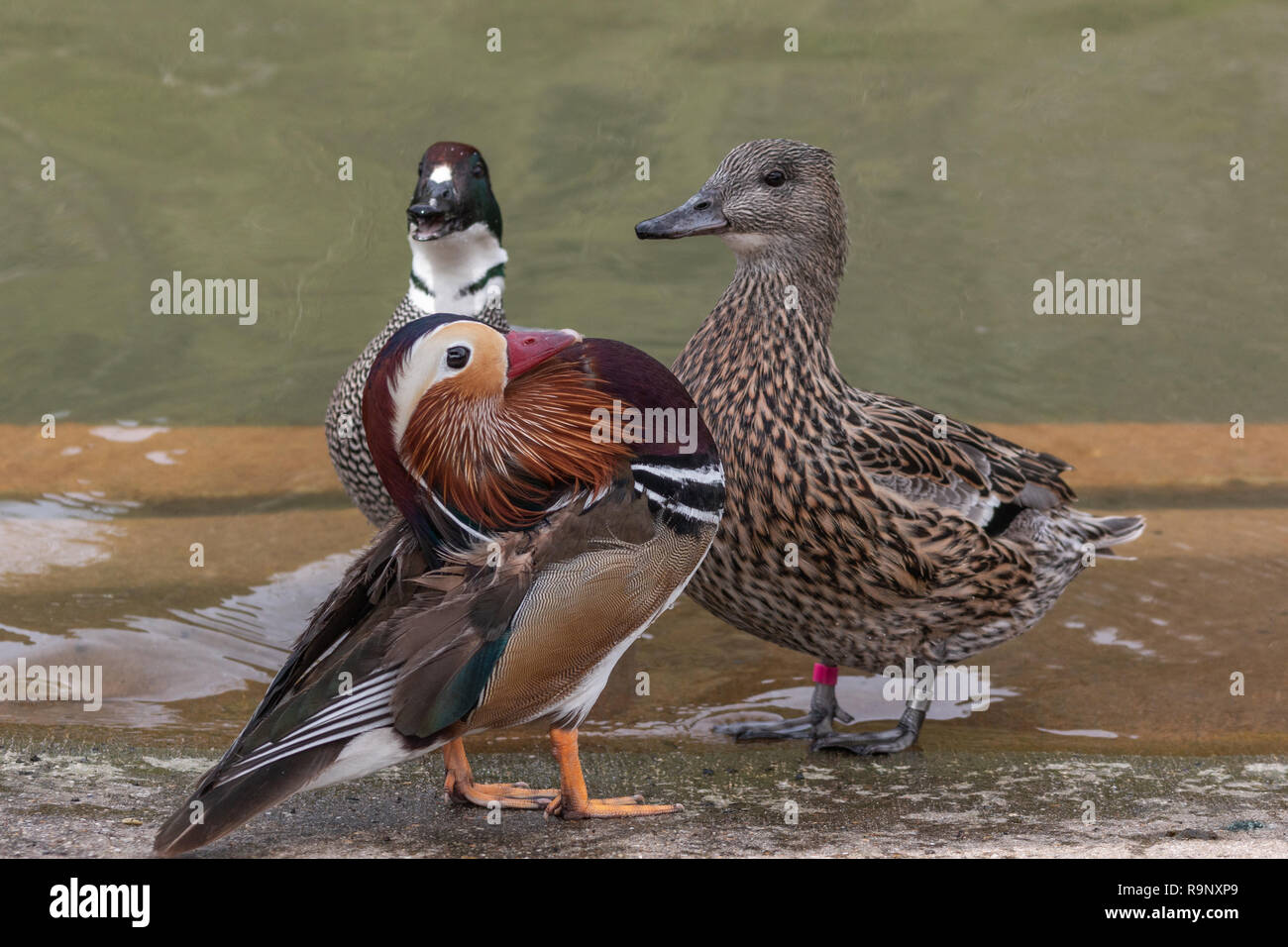 Anatra di mandarino di entrare in una lotta con due Falcated​ anatre e che mostra il comportamento dominante Foto Stock