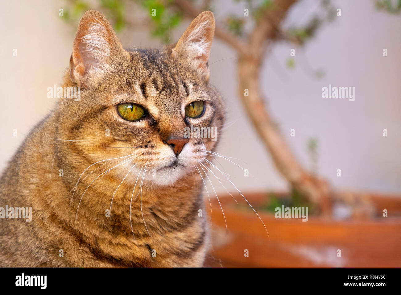 Ritratto di gatto domestico Foto Stock
