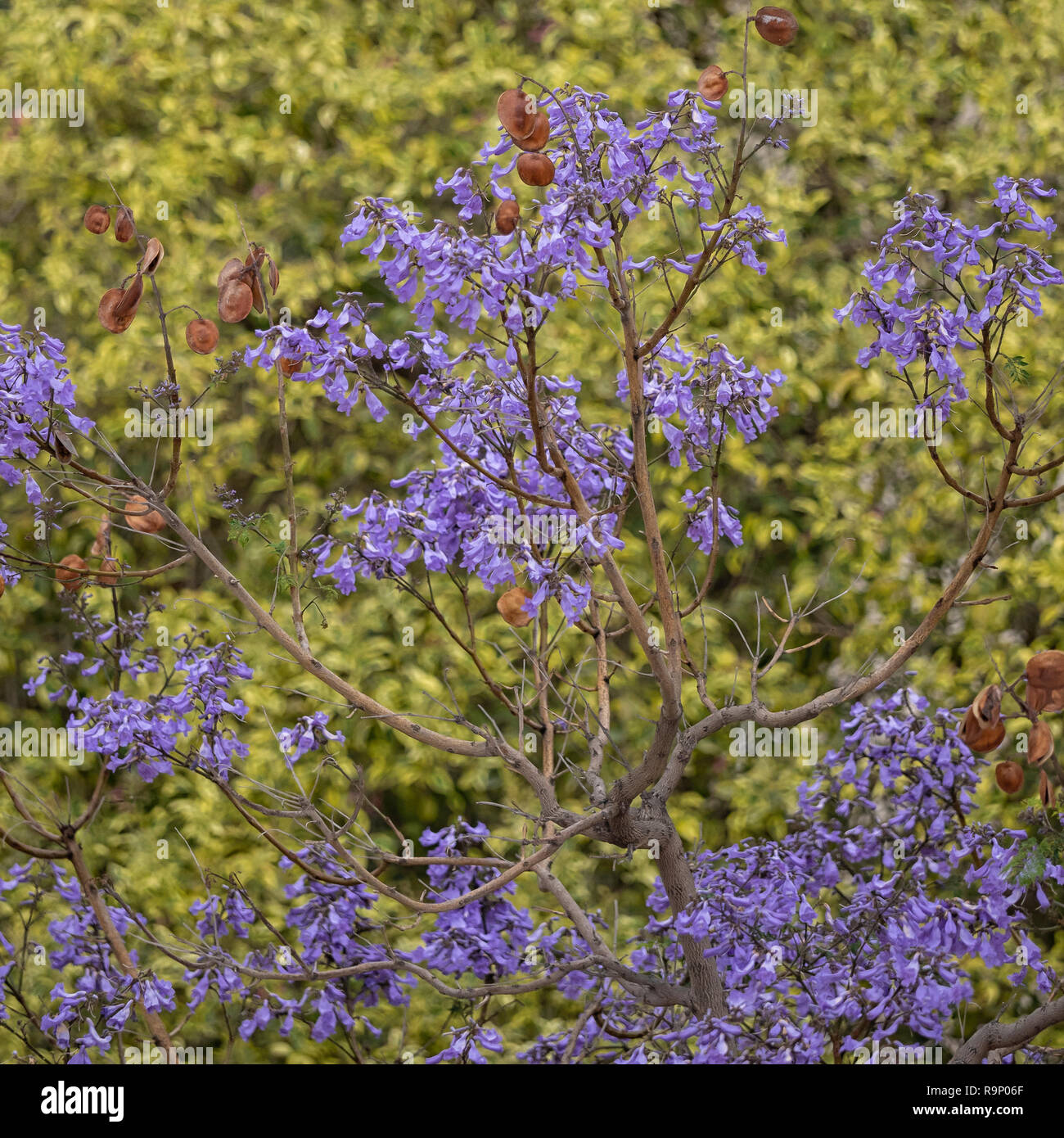 Albero di Jacaranda blu (Jacaranda mimosifolia) all'inizio dell'estate in Spagna Foto Stock