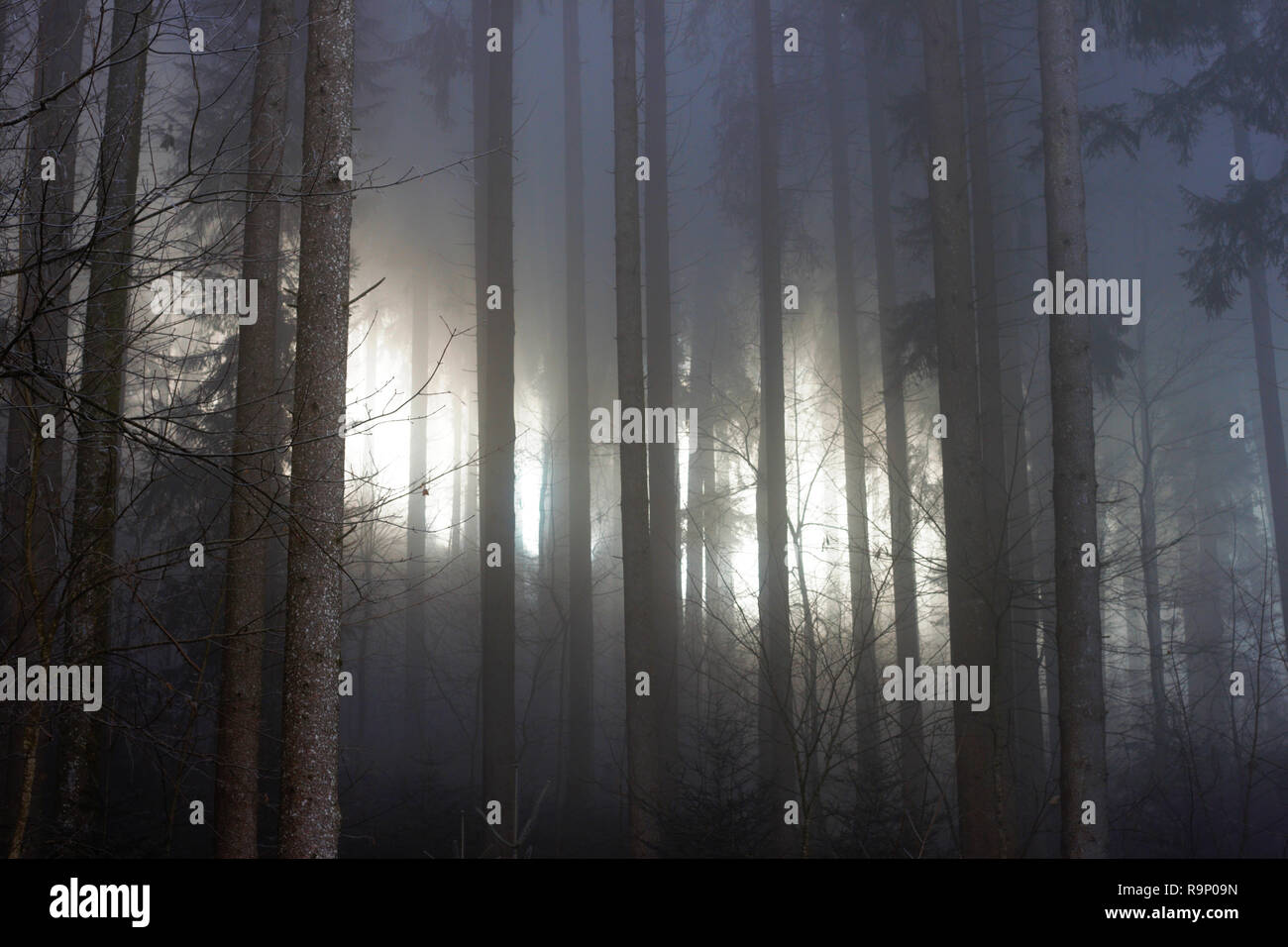 La nebbia in un bosco di conifere. Il sole splende attraverso la nebbia. Atmosfere magiche. Foto Stock