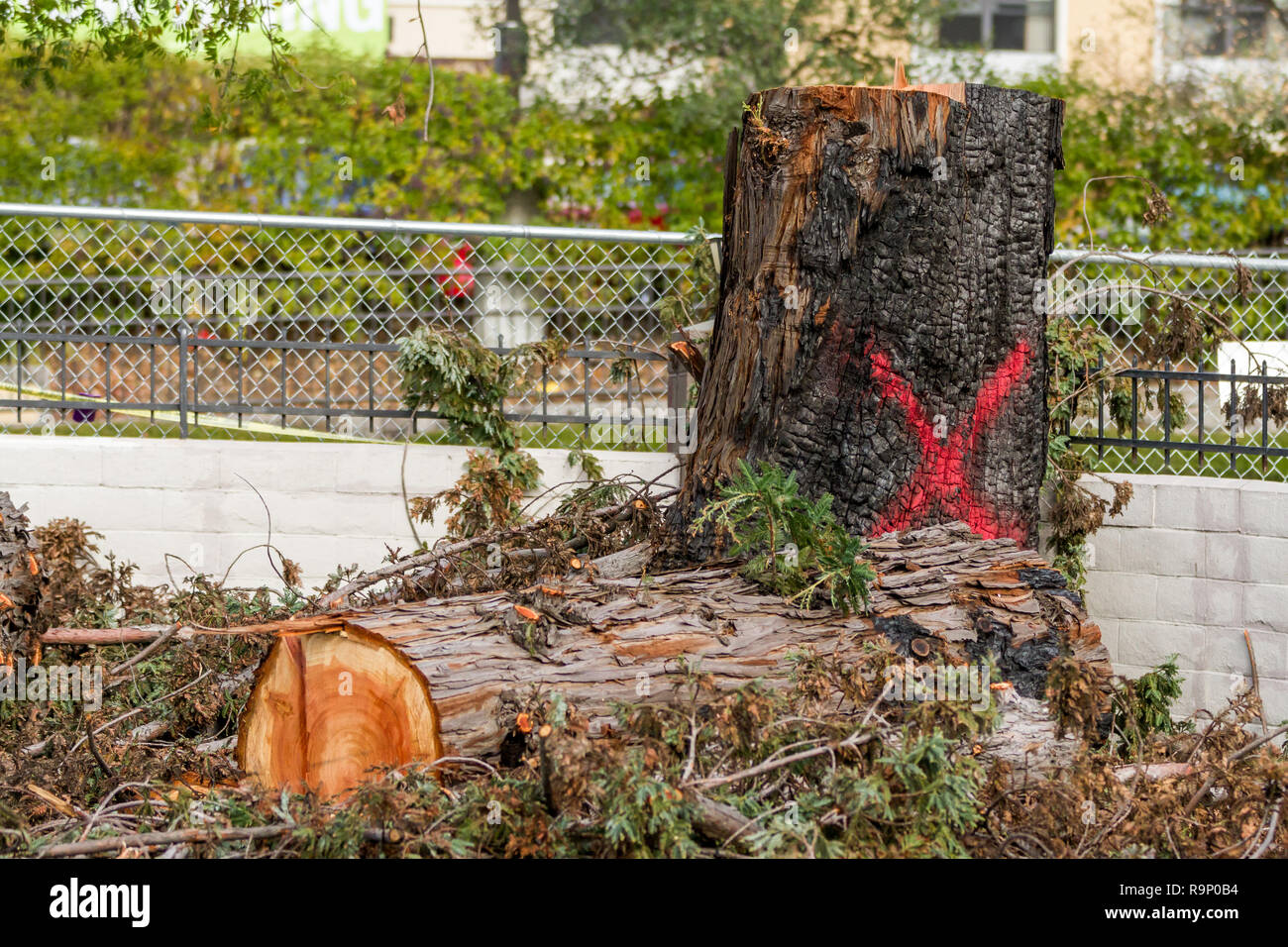 Perso Redwood - Queste immagini sono state acquisite in quartieri vicino a Santa Rosa, California, dove incendi nei primi di ottobre 2017. Foto Stock