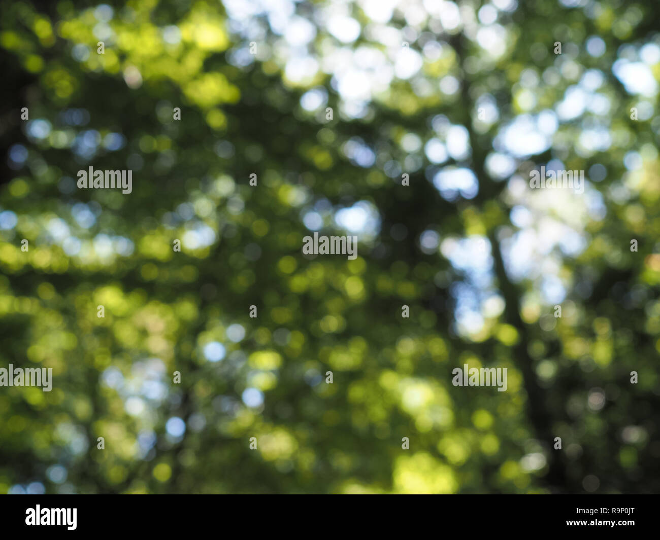 Pezzata bokeh di fondo alla luce del sole attraverso verde scuro albero canopy Foto Stock