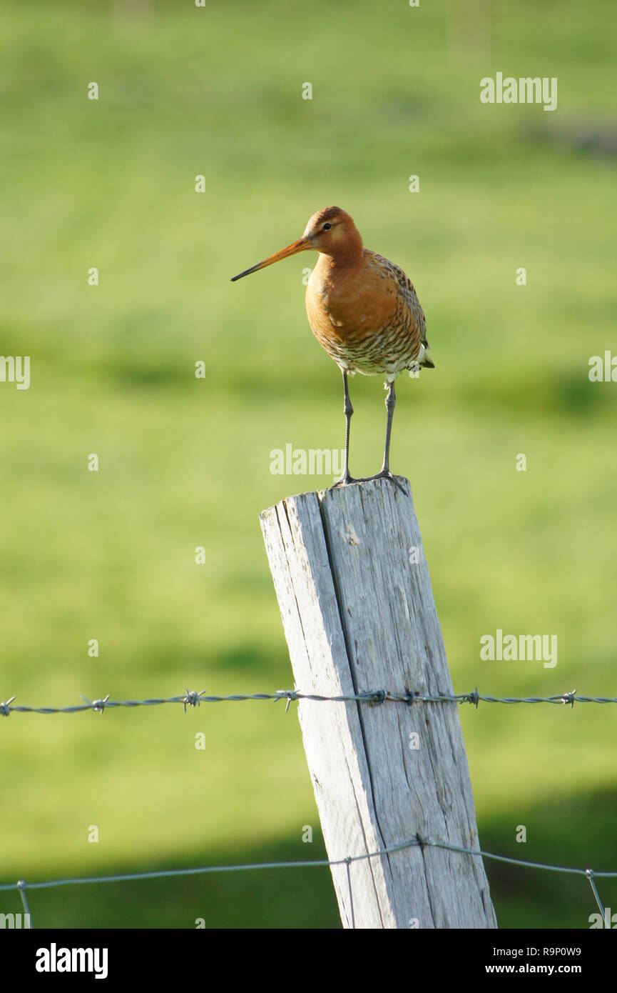 Un Black-Tailed Godwit sorgeva su un palo di legno in Islanda nel giugno 2018 Foto Stock