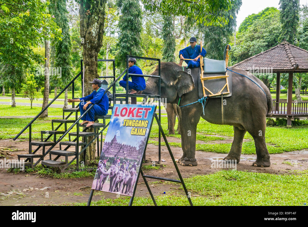 Elefante e mahouts in attesa per i clienti nel complesso del tempio di Borobudur il parco archeologico, Giava centrale, Indonesia Foto Stock