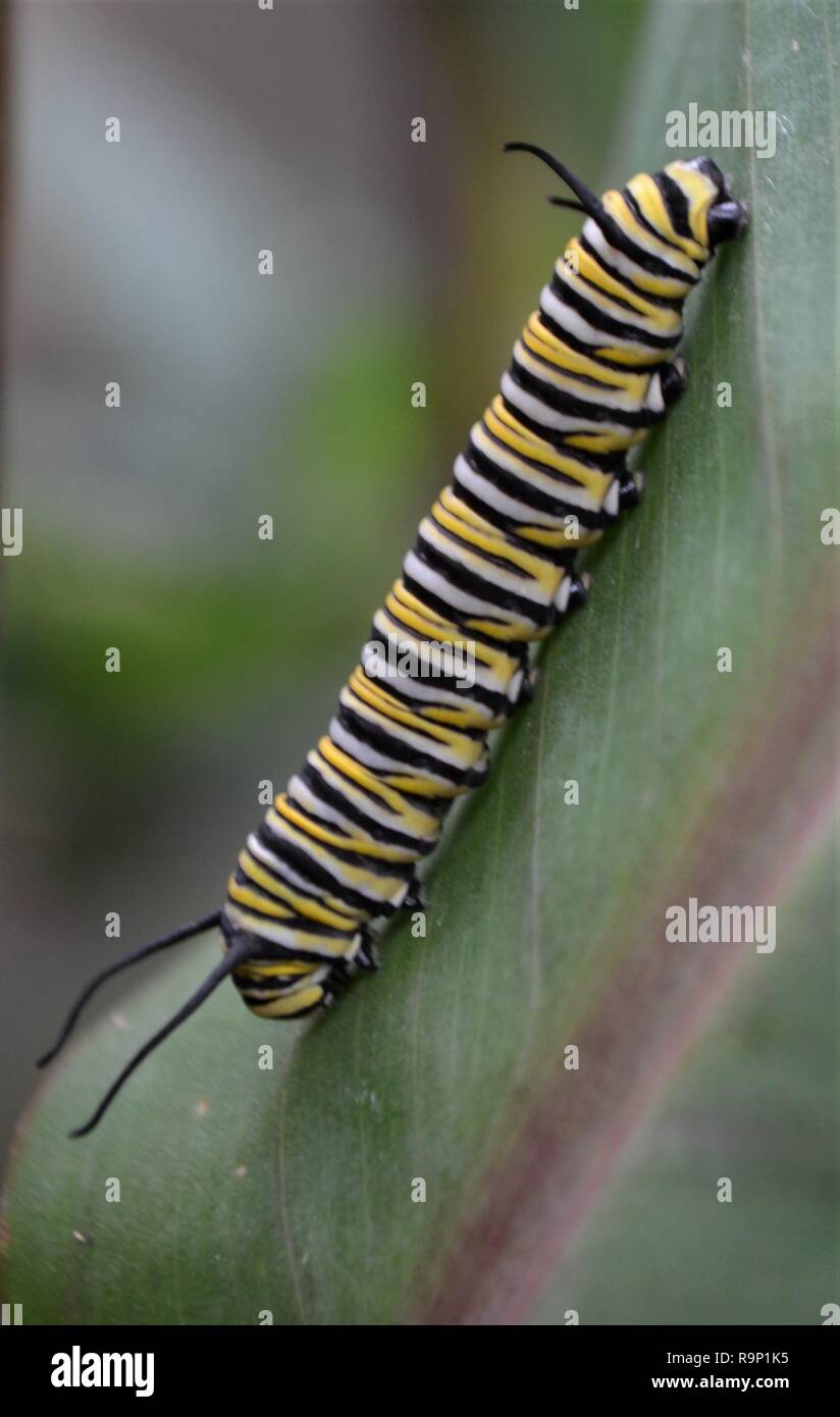 La Monarch caterpillar su una foglia larga quasi crisalide costruzione Foto Stock