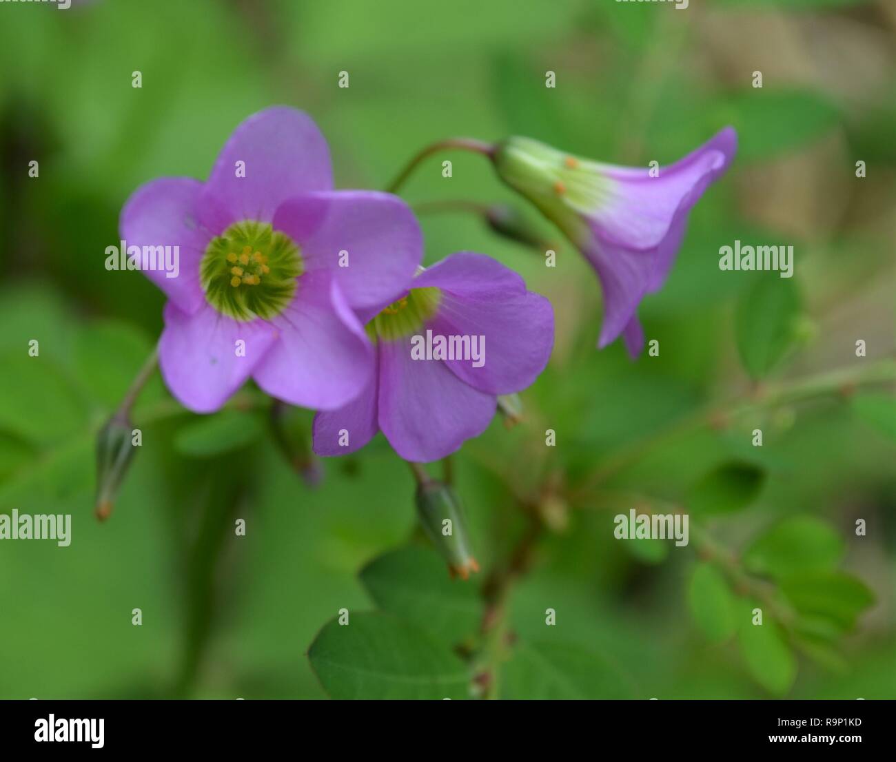 Splendida petite viola i fiori di lavanda in luce naturale, macro, sfondo Foto Stock