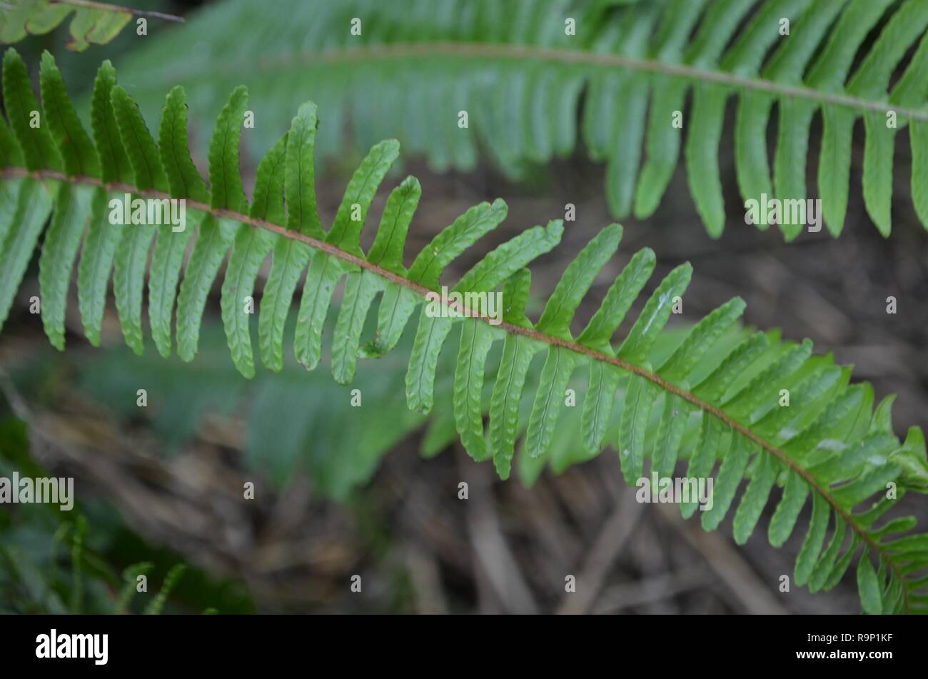 Macro fern frond sotto luce naturale con fogliame verde sullo sfondo Foto Stock