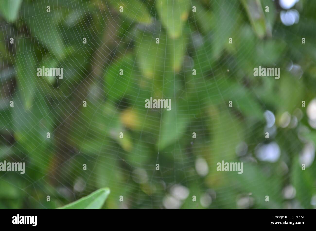Spider Web su lime tree splendido fogliame verde in background Foto Stock