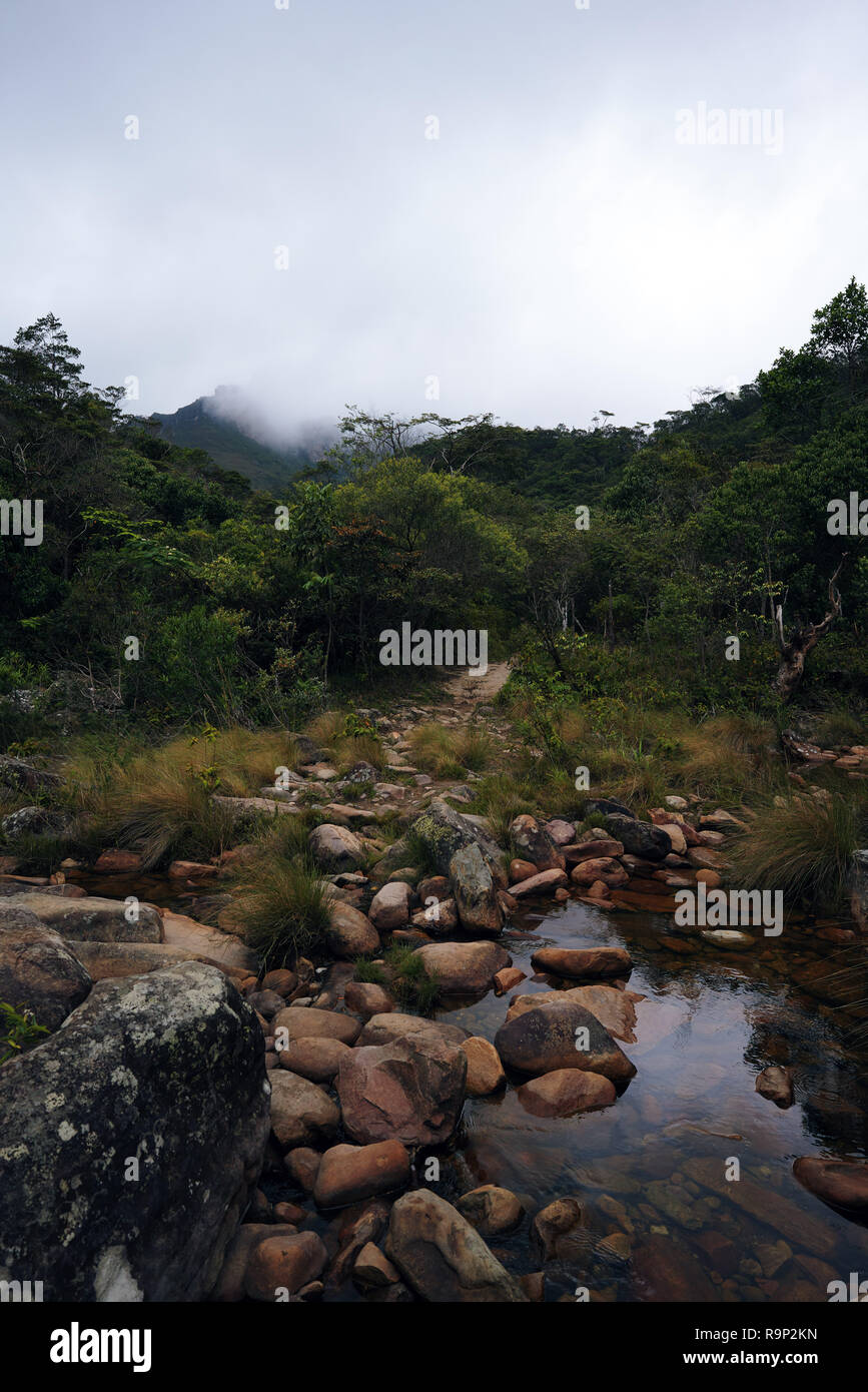 Il paesaggio di un flusso di acqua con una foresta Foto Stock