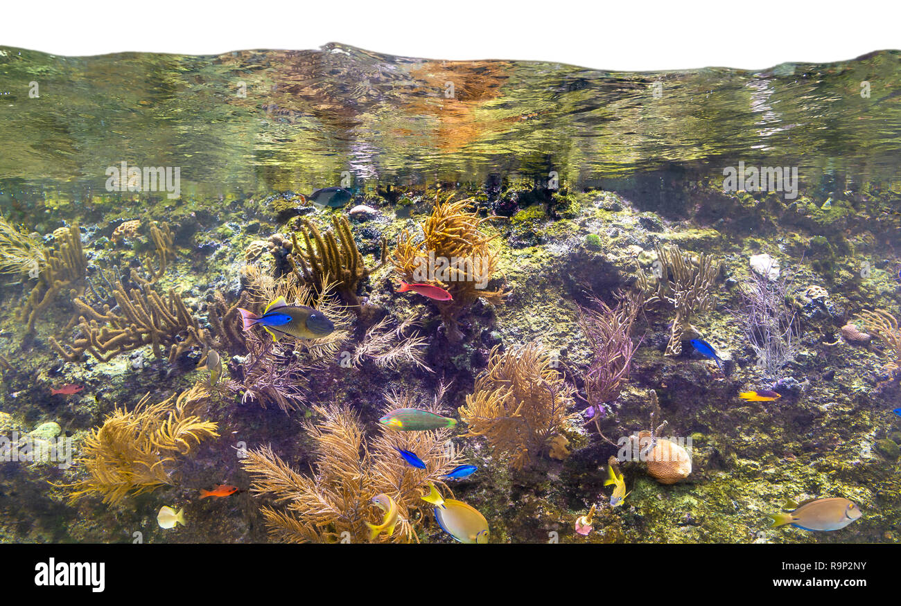 Molti pesci colorati sotto l'acqua con lo sfondo di corallo Foto Stock