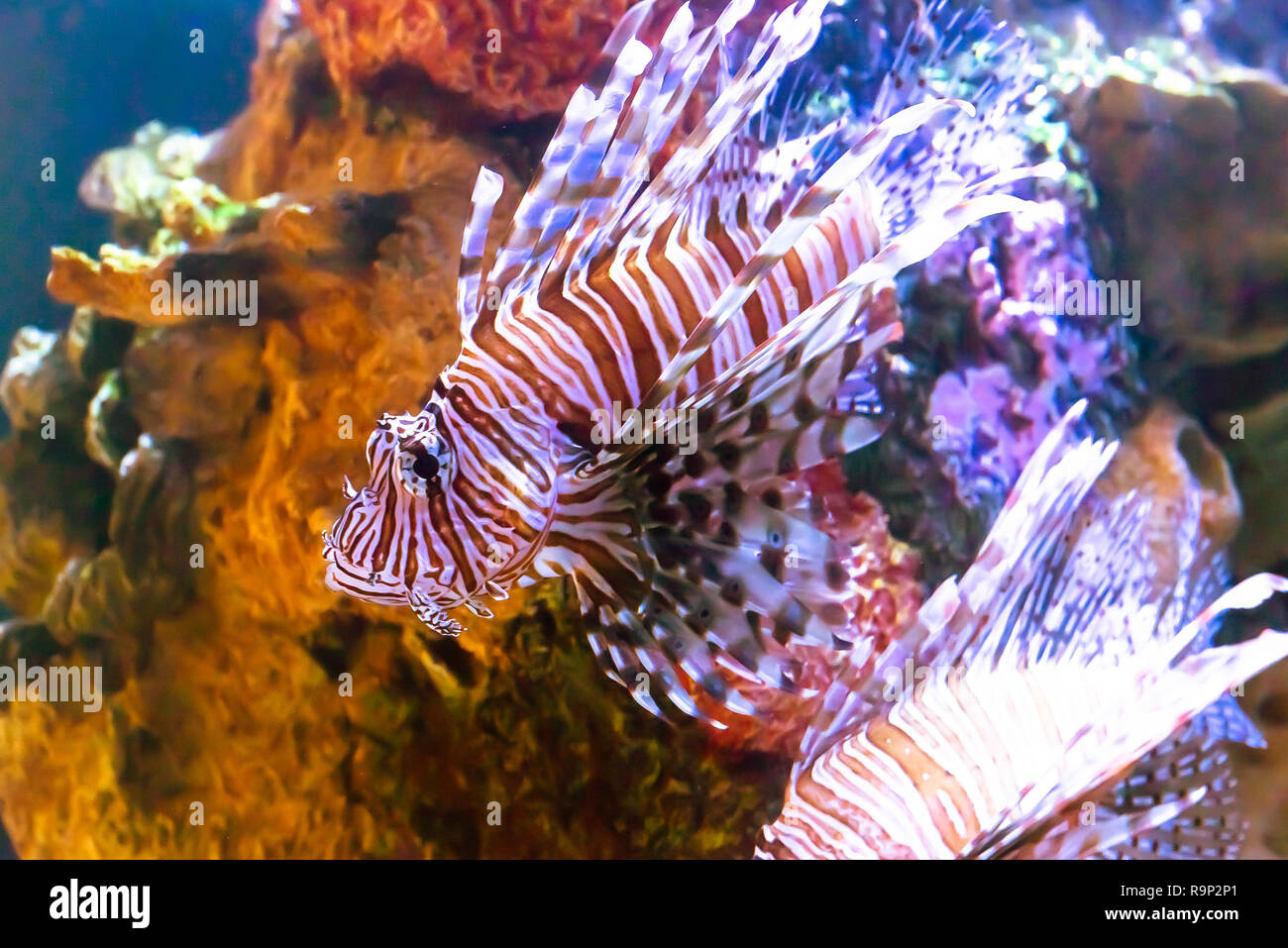 Il veleno pesce leone da coralli di acqua salata Foto Stock